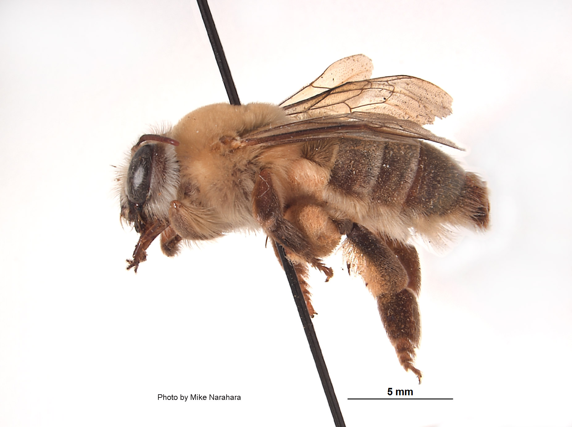 Ptiloglossa arizonensis image